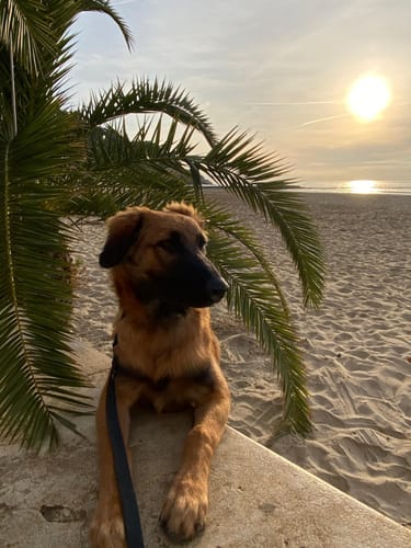 Customer photo review of Grain Free Giant Puppy