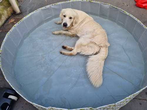 Customer photo review of PaWz Pet Portable Outdoor Swimming Pool and Bath Tub
