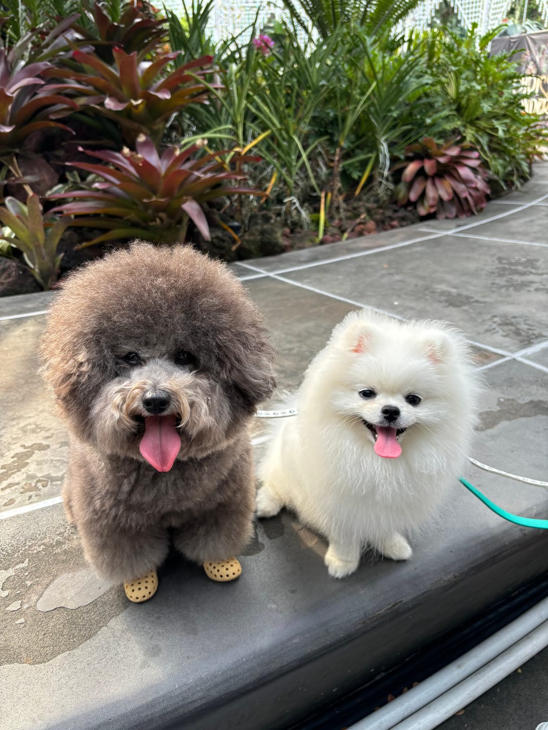 Customer photo review of WagWarmers