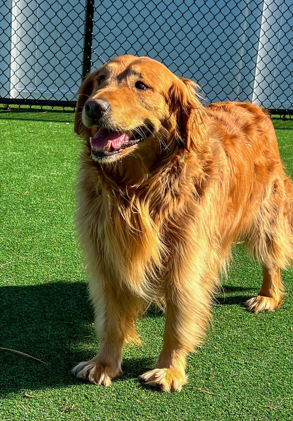 Customer photo review of Wild Alaskan Salmon Oil for Dogs | Omega 3, 6 & 9 | Petsmont Omega Love+