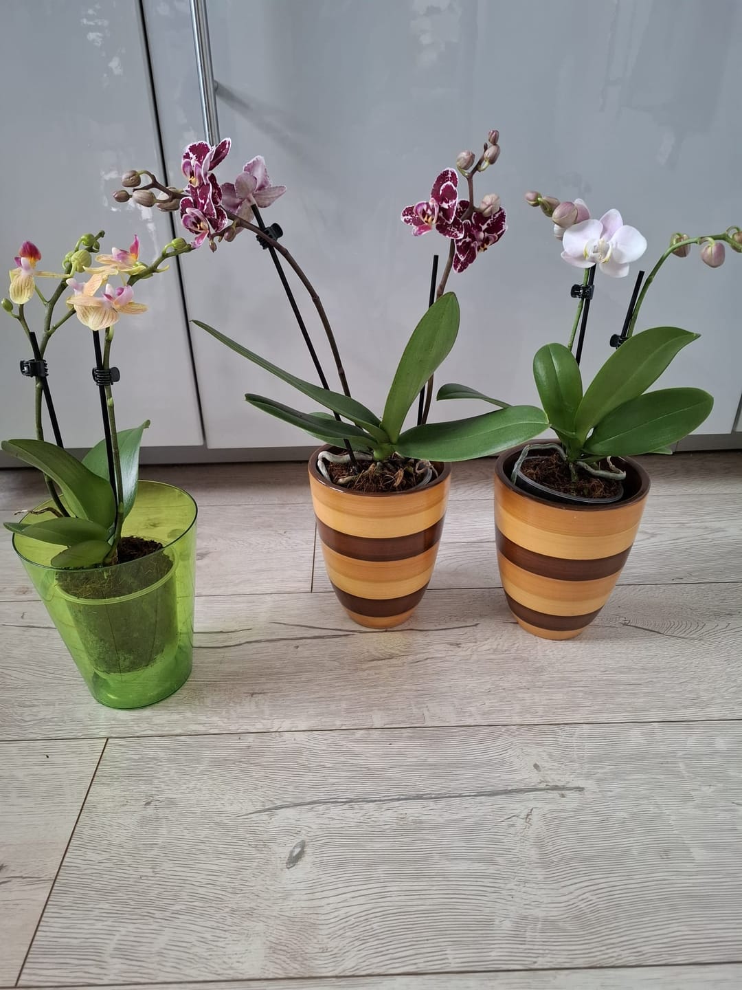 Customer photo review of Table Dance Farbmix im 3er Set mit 2 Rispen