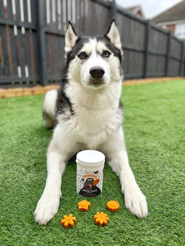 Customer photo review of Pumpkin Powder Supplement for Dogs (200g)