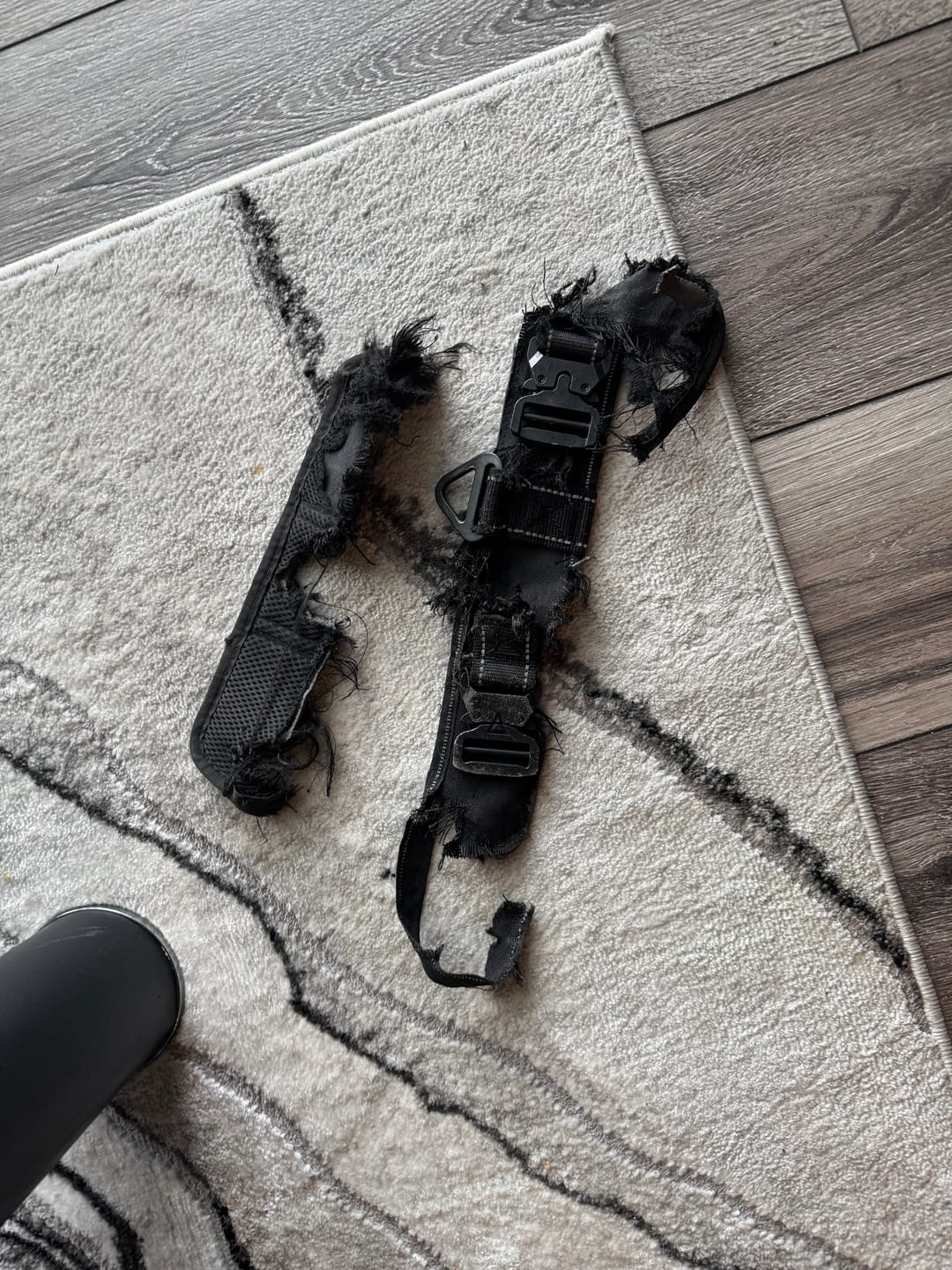 Customer photo review of 2.5" ProGuard Tactical Collar