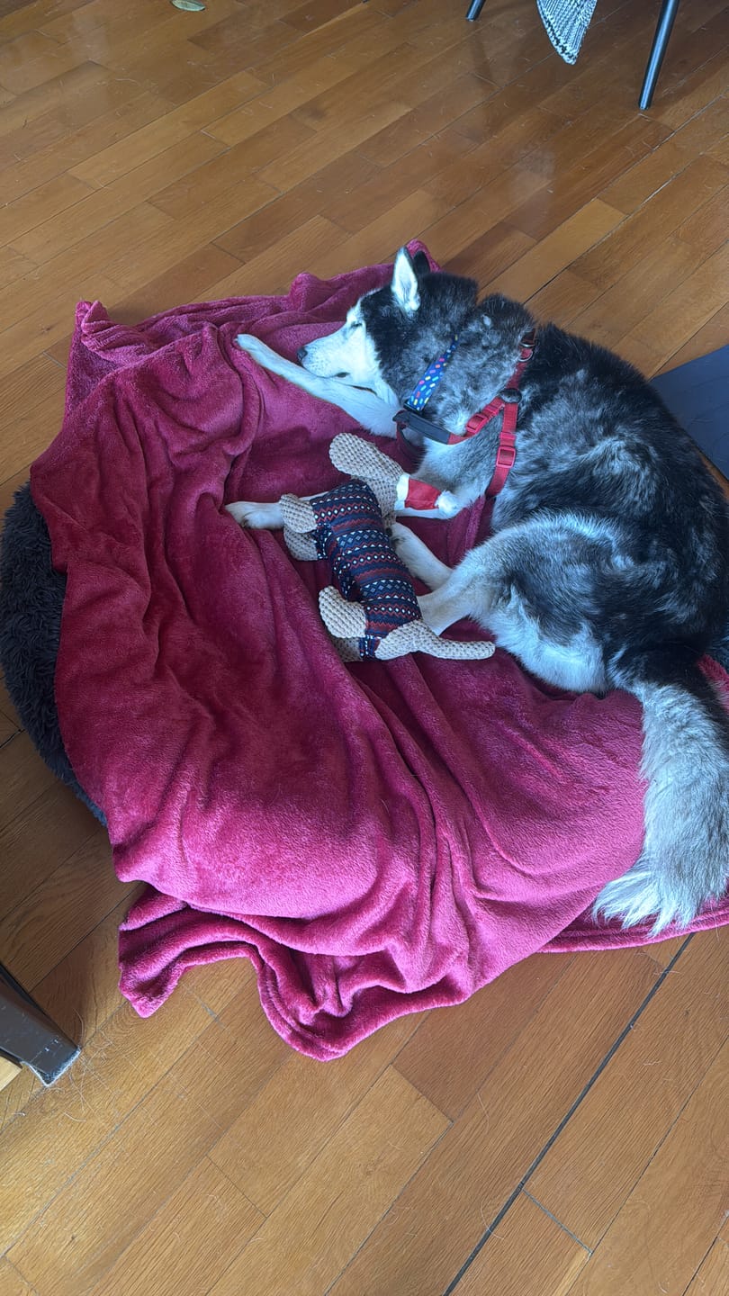 Customer photo review of Mellowpurr Huzurlu Paws Yatağı | Süper Yumuşak