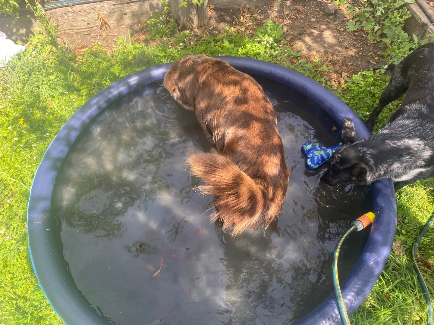 Customer photo review of Pawz Pet Dog Pool – Folding 2-in-1 Splash Bath Tub
