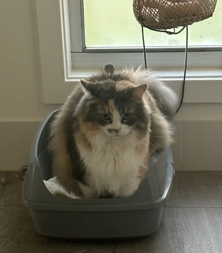 Customer photo review of 1 Month Supply - 1 Cat - One-Time Purchase