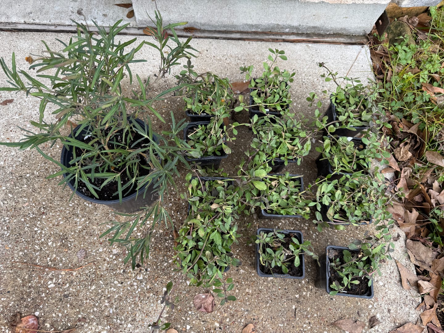 Customer photo review of Frogfruit