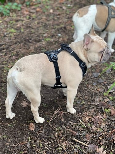 undefined review of Air Harness | Anti-Pull & With Handle - Black image 1 out of 3