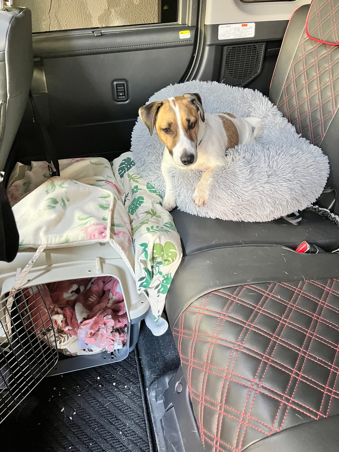 Customer photo review of 替えカバー（ペットが安らぐベッド、日本製クッションベッド専用）