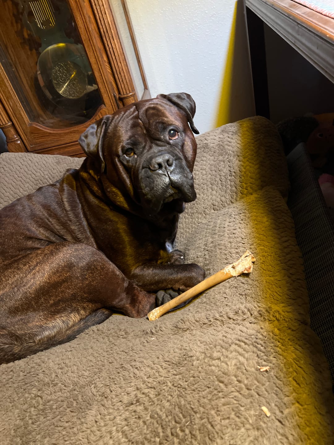 Customer photo review of Beef Cheek Sticks - 10-12 Inch