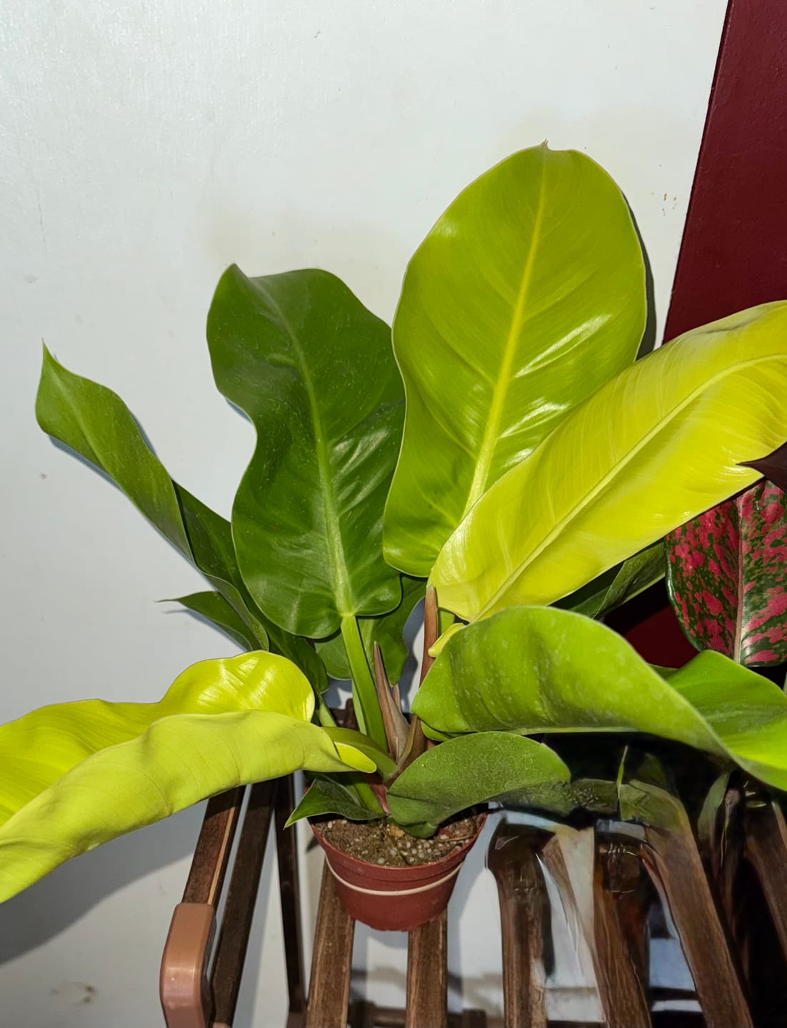 Customer photo review of Philodendron 'Moonlight'