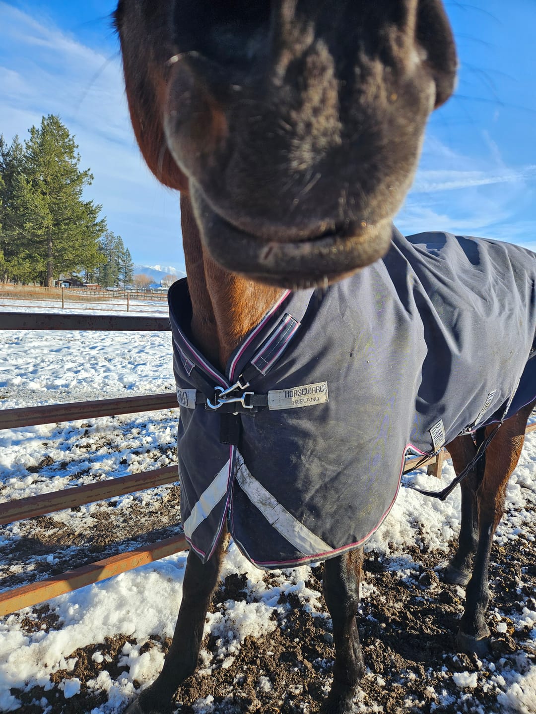 Customer photo review of Equine Aloe Vera Juice