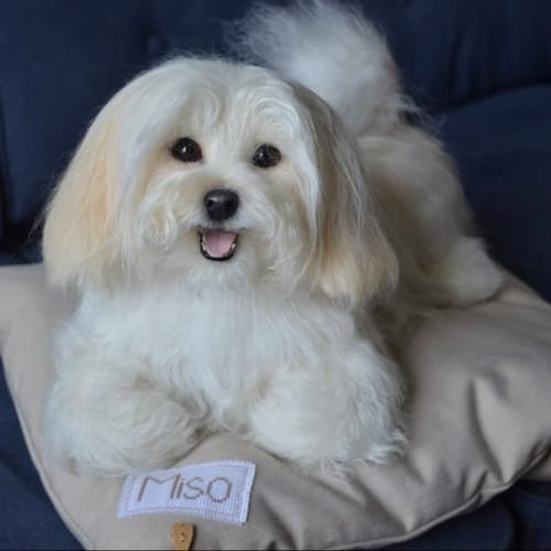 ustom Stuffed Animals From Picture