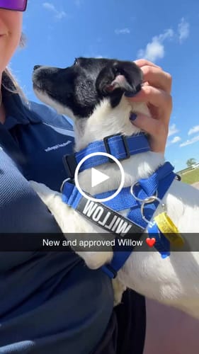 Customer video review of Walk Essentials