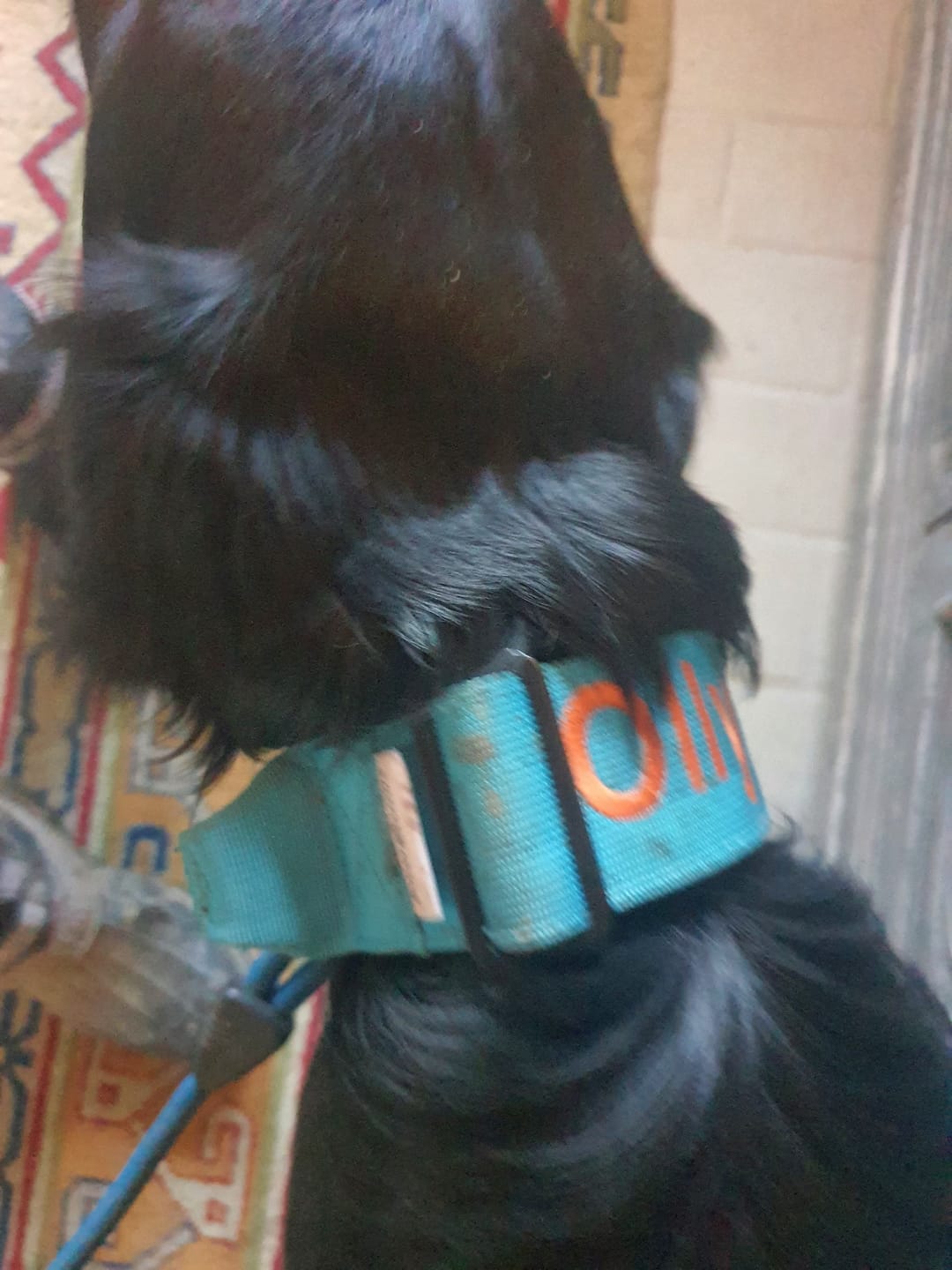 Customer photo review of 5cm Combat® Collar | With Handle & Secure Clip - Light Blue