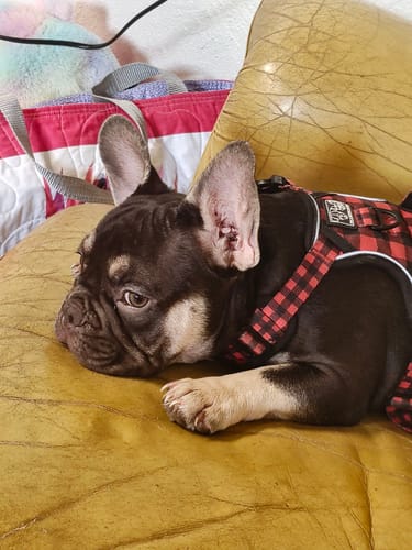 Customer photo review of Manuka Balm Distraction Treat Bundle