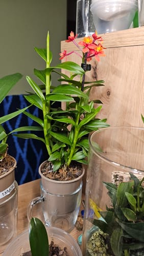 Customer photo review of Epidendrum Nordic Fire Dauerblüher mit orange-roten Blüten und 1 Rispe