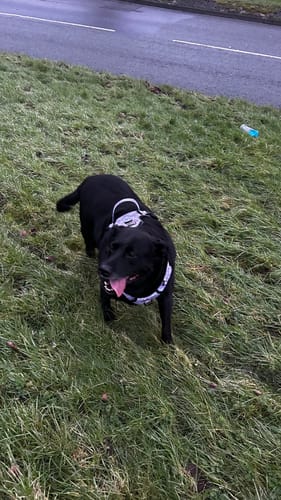 Customer photo review of Trail & Glow® Dog Harness - Lilac Haze - Original Design