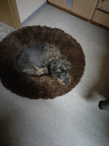 Customer photo review of Puppery Hundebett Wolke 7 - Das Original