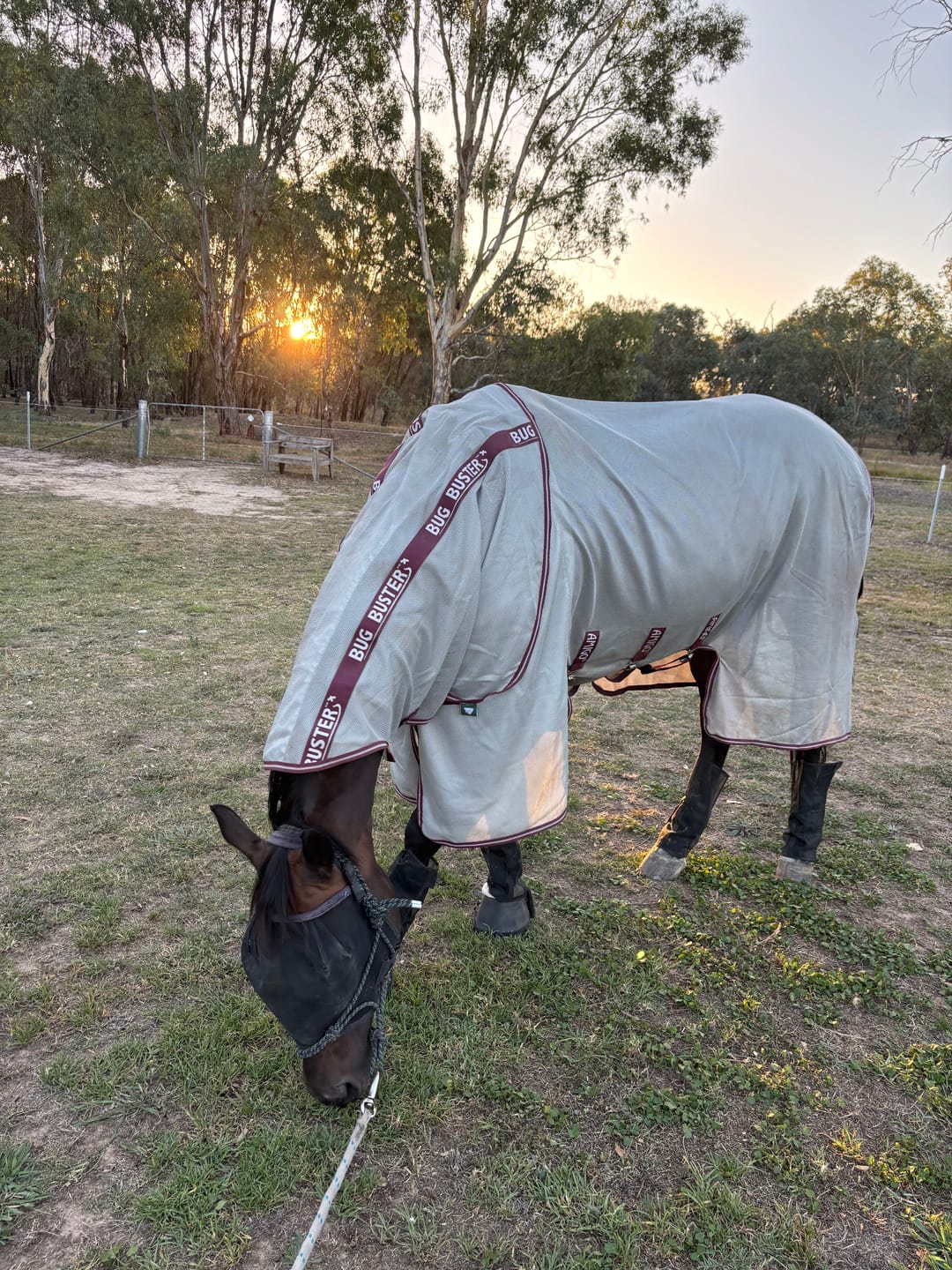 Customer photo review of Amigo Bug Buster Vamoose NFZ Fly Sheet