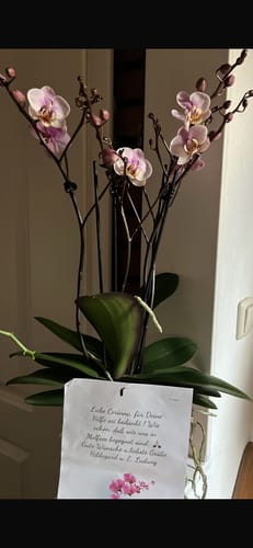 Customer photo review of Große Two of Us Roskilde mit zartrosa Blüten und 4 Rispen