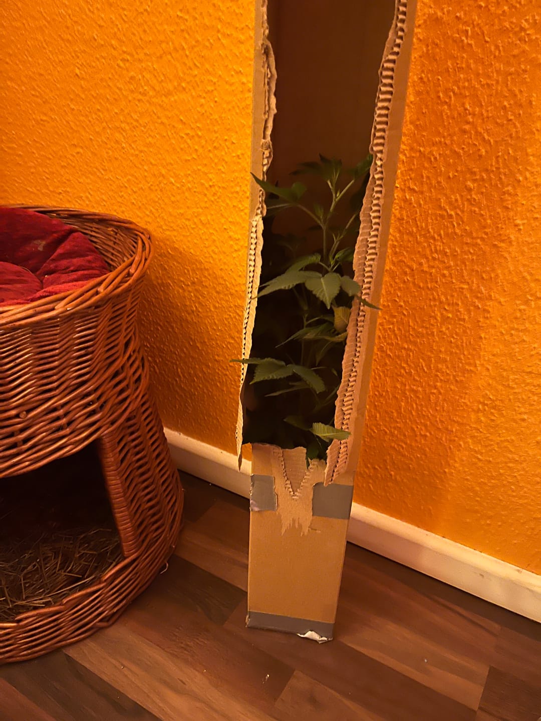 Customer photo review of Hanfstecklinge | Blackberry Moonrock