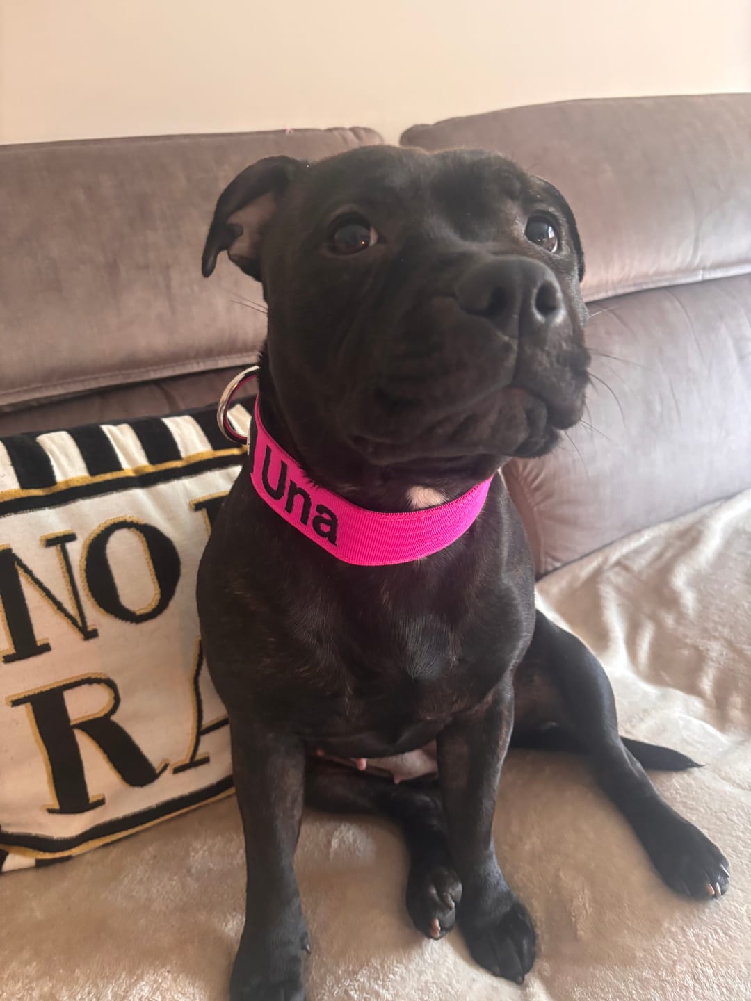 Customer photo review of 4cm Combat® Collar | Rated Clip - NO HANDLE - Magenta