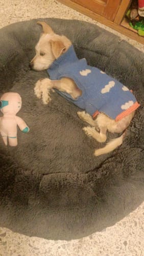 Customer photo review of Cama Antiestrés Para Perros