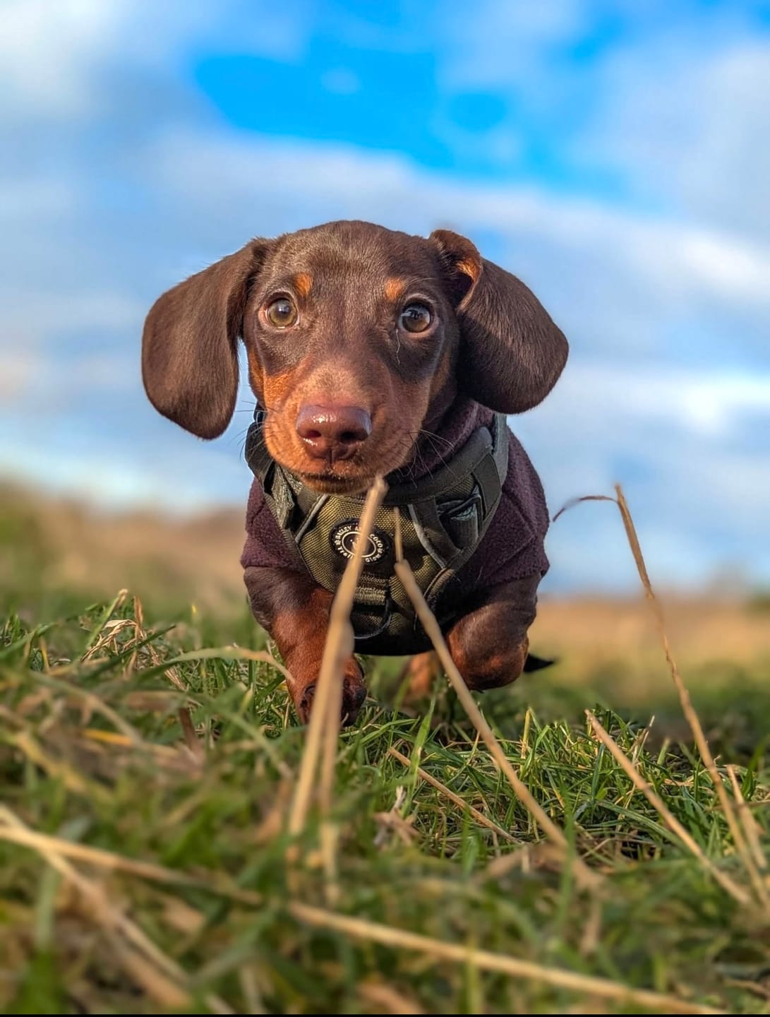 Customer photo review of Trail & Glow® Dog Harness - The Khaki One