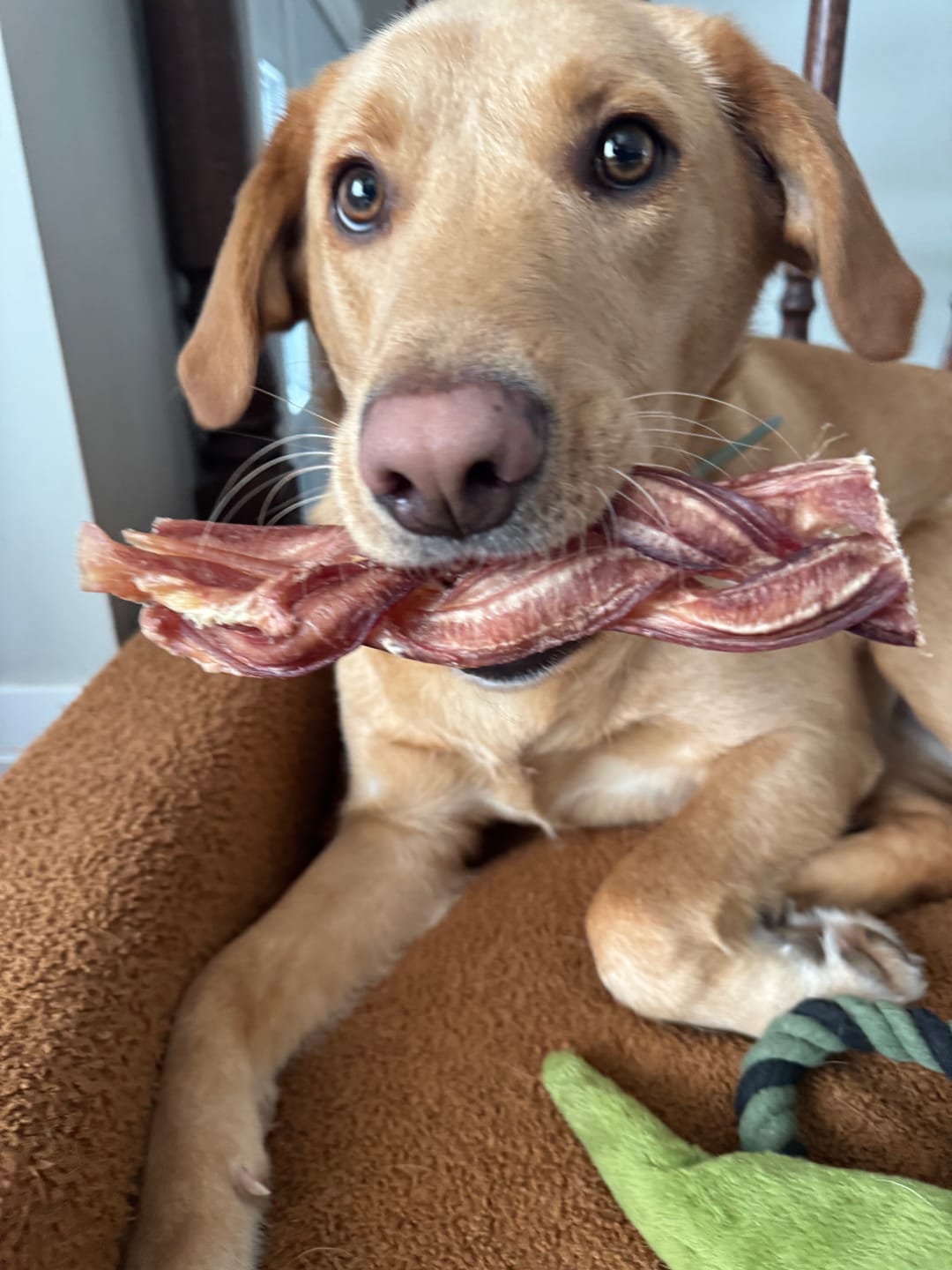 Customer photo review of 6 Inch Monster Braided Bully Stick