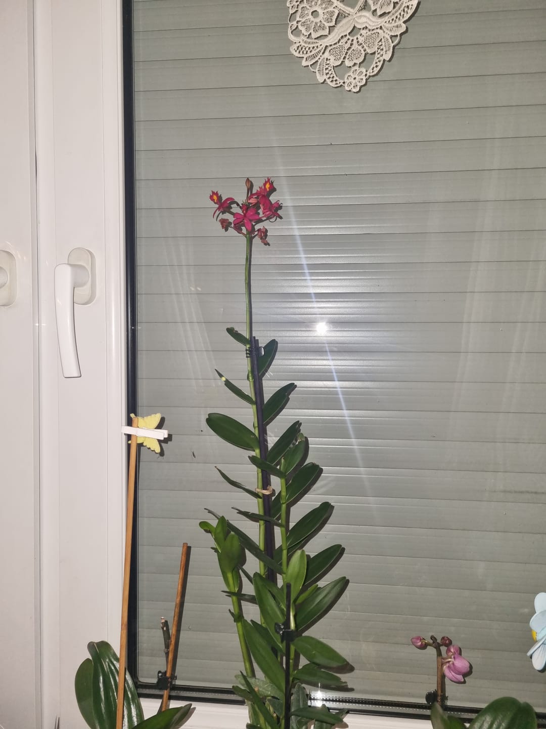 Customer photo review of Epidendrum Nordic Fire Dauerblüher mit roten Blüten und 1+ Rispen