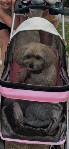 Customer photo review of Pawz Compact & Comfortable Pet Stroller
