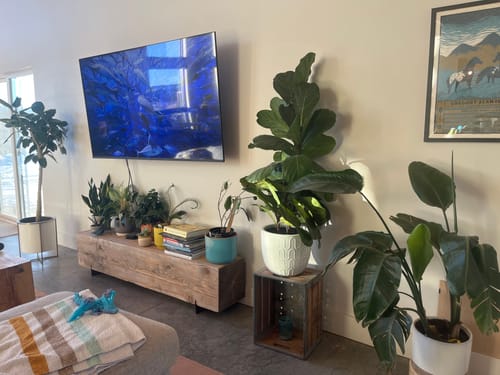 Customer photo review of Plant Food