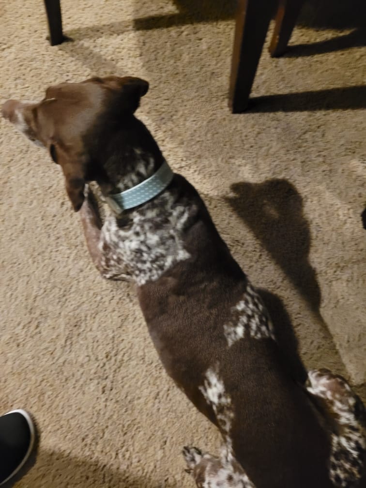 Customer photo review of Mint Polka Dot Dog Collar