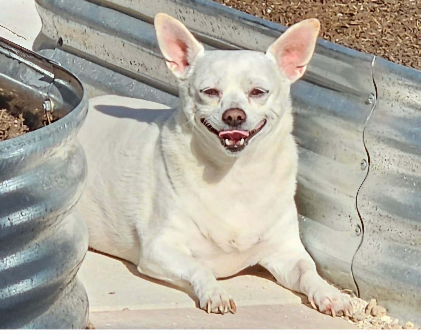 Customer photo review of Dog Kennel Cough & Respiratory Support Remedy