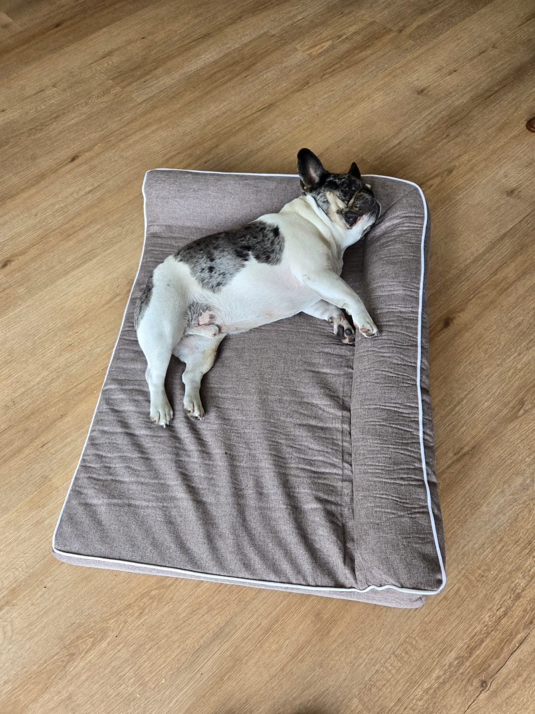 Customer photo review of Pawz Orthopedic Pet Bed Memory Foam With Cooling Gel