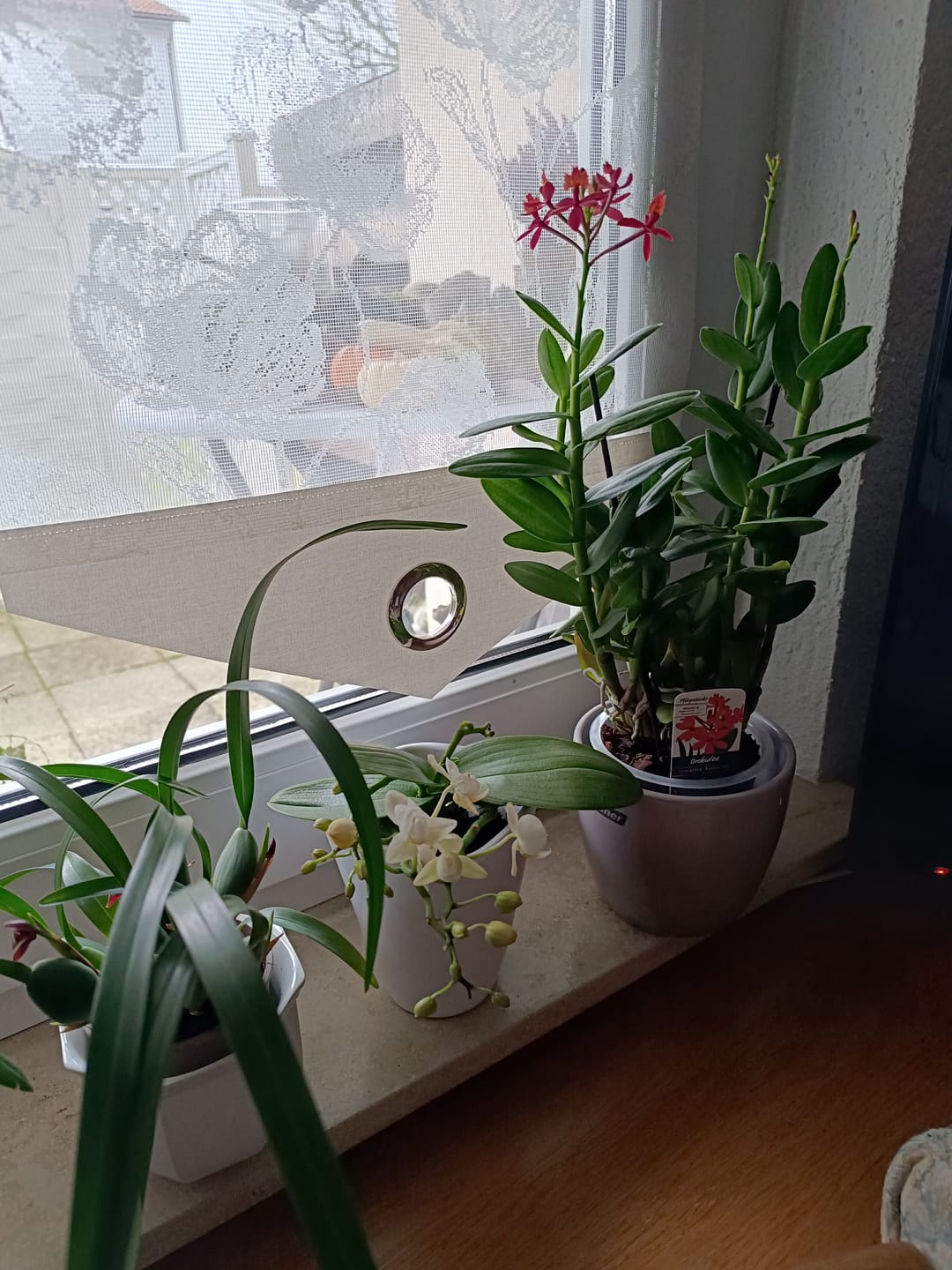 Customer photo review of Epidendrum Nordic Fire Dauerblüher mit orange-roten Blüten und 2+ Rispen