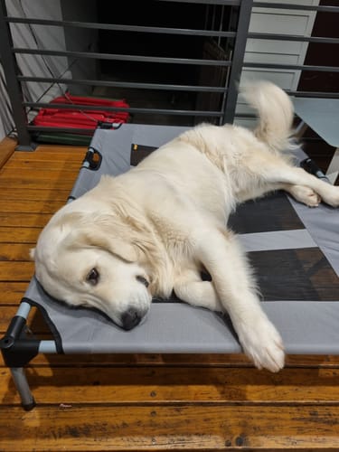 Customer photo review of PaWz Pet Trampoline With Raised Canopy