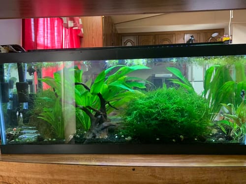 Customer photo review of Dream Mosses Pack - Save on Vibrant Aquarium Moss