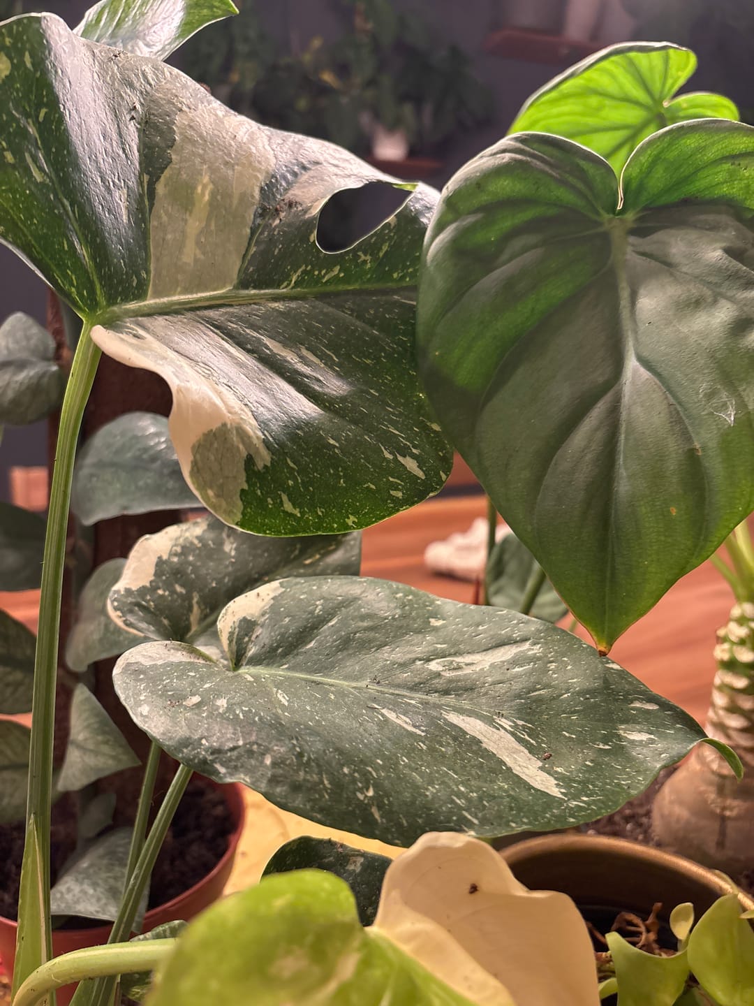 Customer photo review of Monstera Thai Constellation