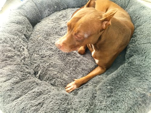 Customer photo review of Cama Antiestrés para Perros