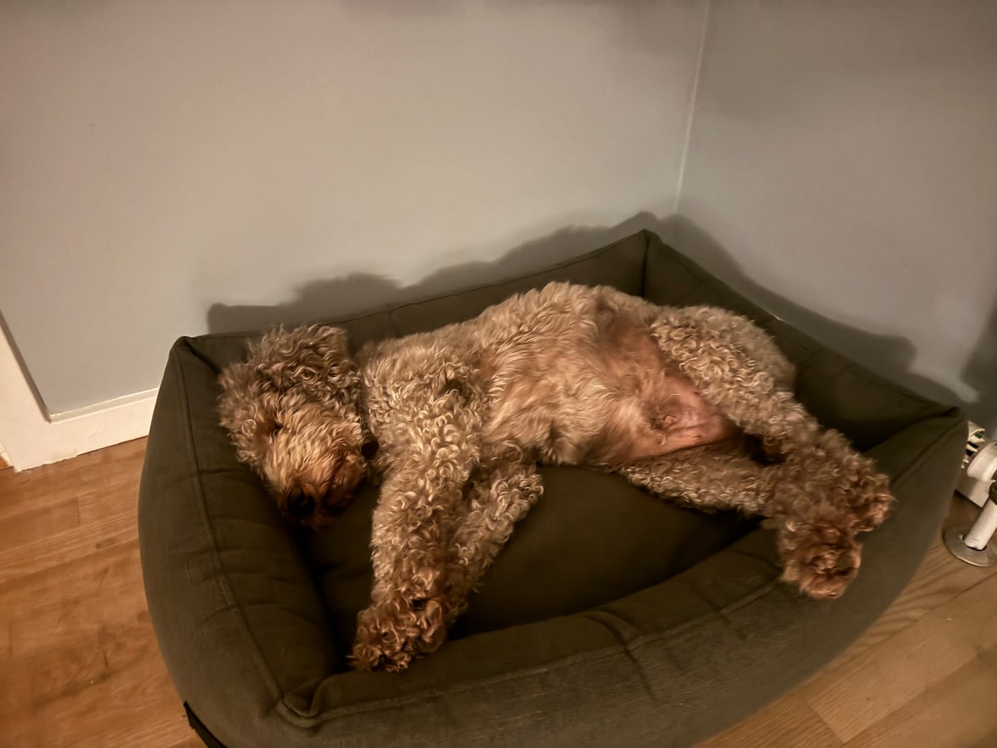 Customer photo review of Hundeseng 'HYGGE' (forrest)