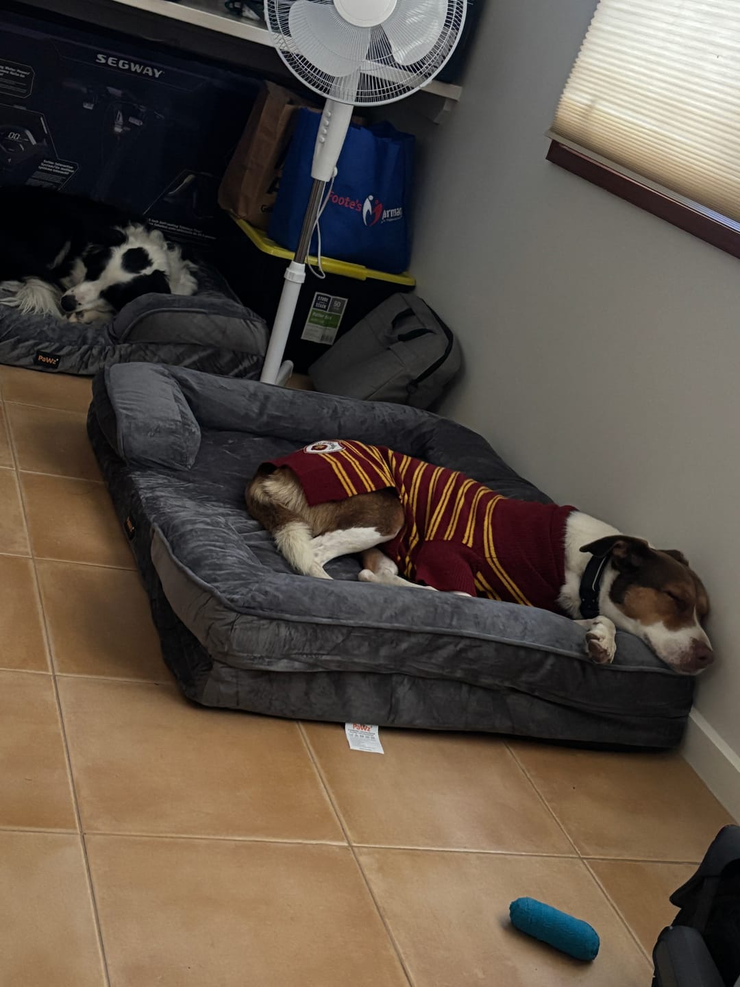 Customer photo review of PaWz Premium Memory Foam Pet Sofa Bed