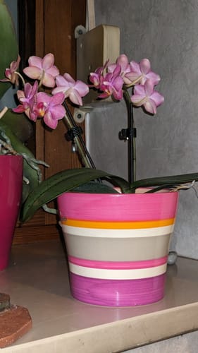 Customer photo review of Duftorchidee Secret Fragrance mit rot-pinken Blüten und 2 Rispen