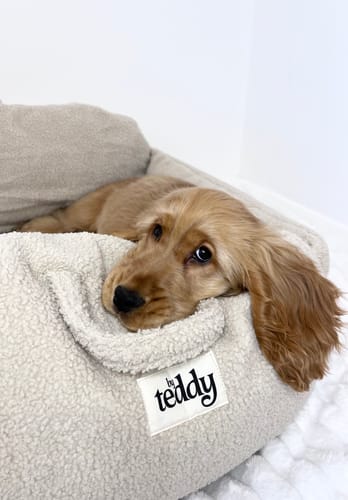 Customer photo review of The Cosy Car Seat