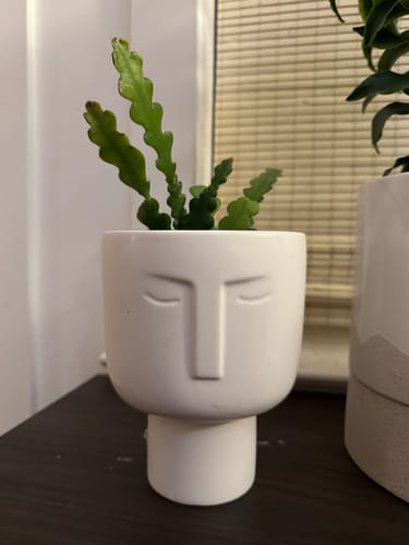 Customer photo review of Epiphyllum 'Ric Rac' Cactus