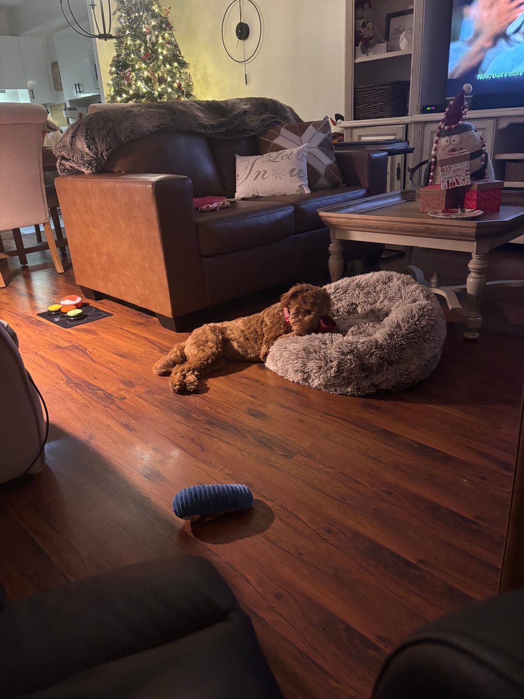 Customer photo review of 12 Inch Mega Monster Bully Stick (LIMITED)
