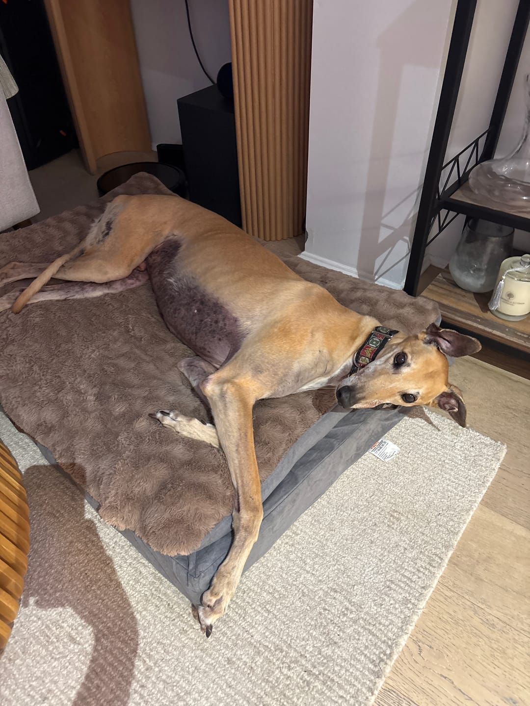 Customer photo review of Pawz Dog Memory Foam Mattress