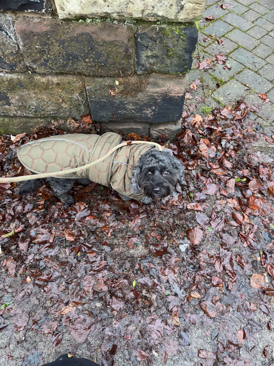 Customer photo review of Honey Comb Dog Coat