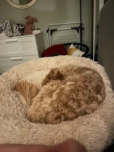 Customer photo review of CalmBed - Motverkar stress & hjälper mot ångest